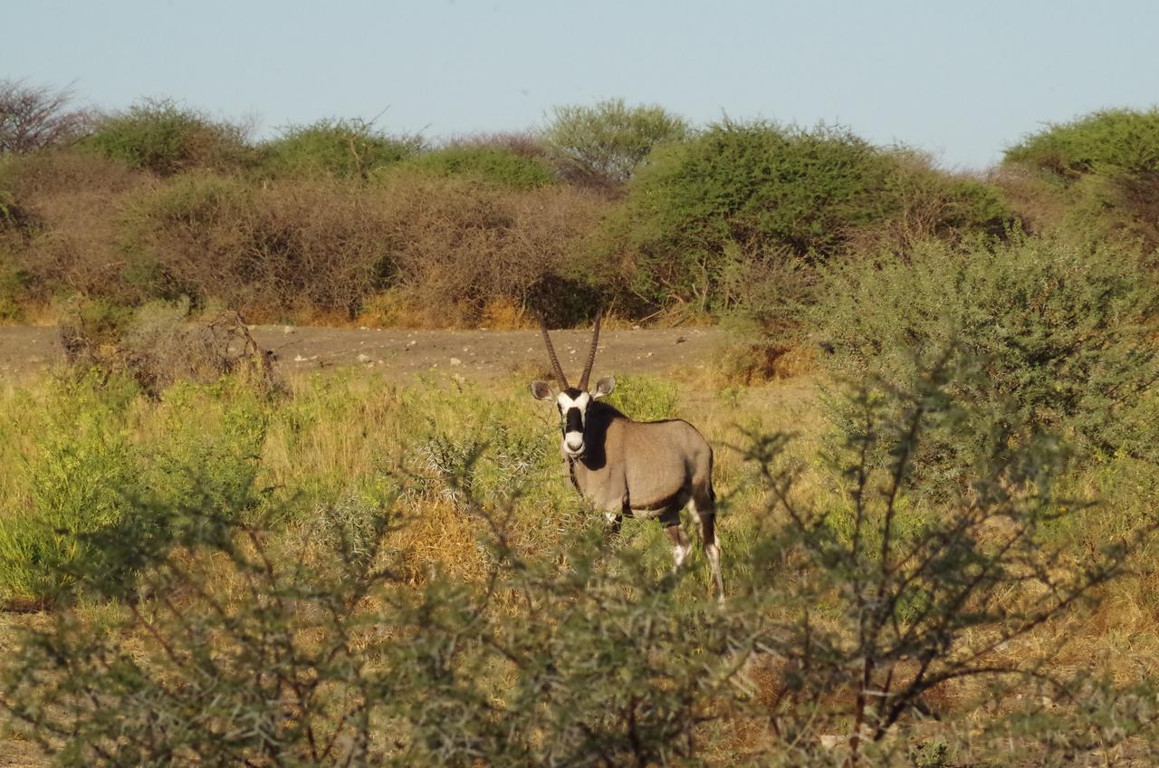 Frans Indongo Lodge Otjiwarongo Exterior photo
